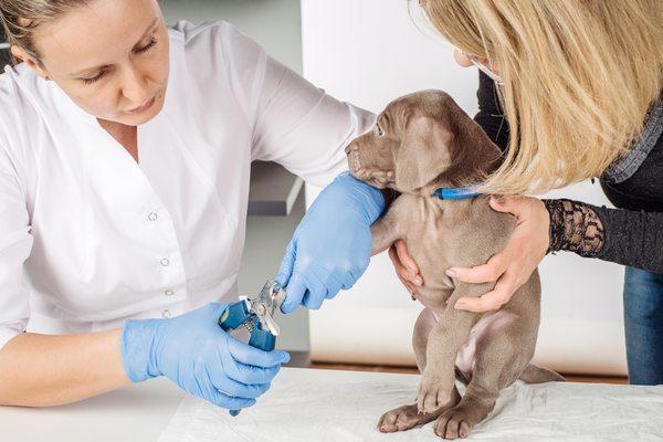 All 4 Paws Pet Care