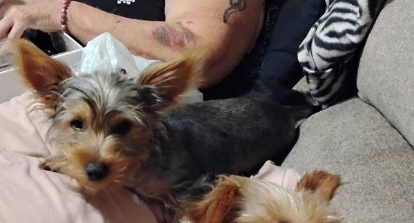 Rolla Animal Control