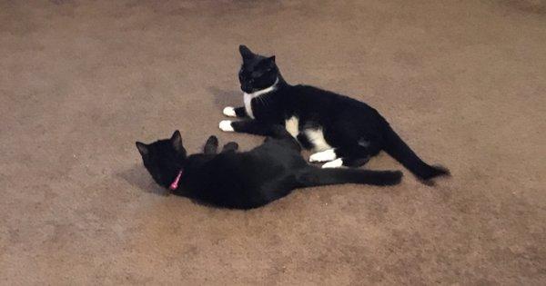 Ashleigh's Pet Sitting