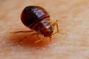 D A Exterminating - Houma