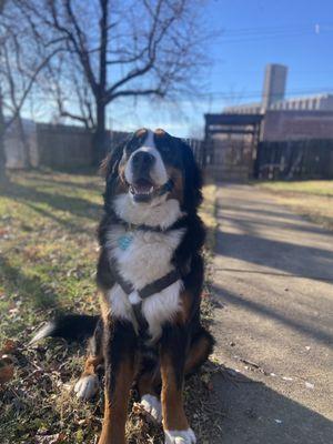 Spotlight Pet Service