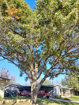 Jay's Tree & Lawn Service