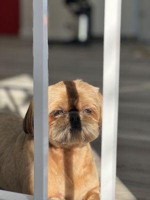 Rollypups Pet Grooming