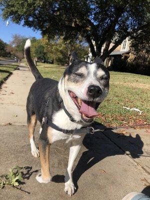 Dog Bone Pet Sitting & Dog Walking