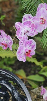 Pictures do no justice