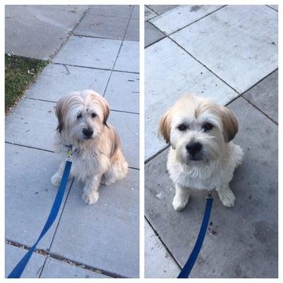 Before/after. They didn't follow instructions to not trim his ears. Instead, they gave him a blunt cut. Very unapologetic.