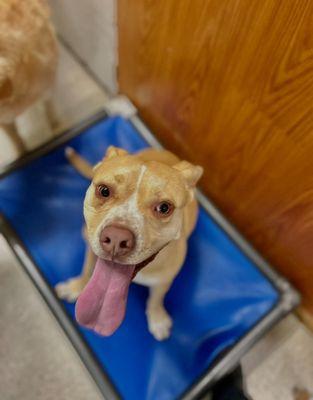 Loomis Bed and Biscuit Inn