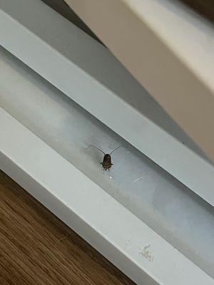 Foundations at River Crest & Lions Head