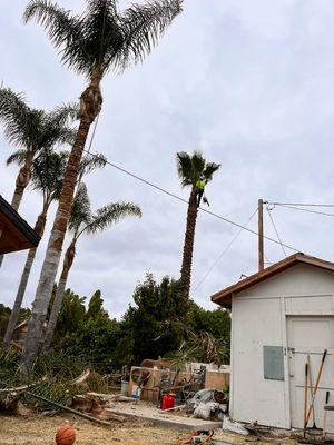 Garcias Tree Services