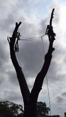 Outdoor Tree Service Iowa City