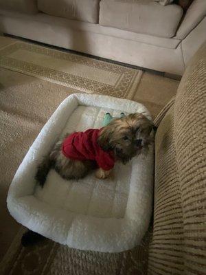 Ramey Veterinary Hospital DVM