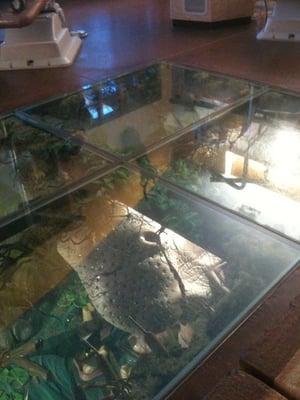 Under the floor in the exam room area....a life size hippo!