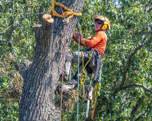 Earnest Tree Service