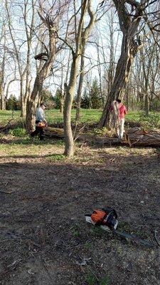 Hernandez Professional Tree Service