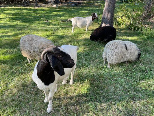 Nissiquassick Hill Farmstead