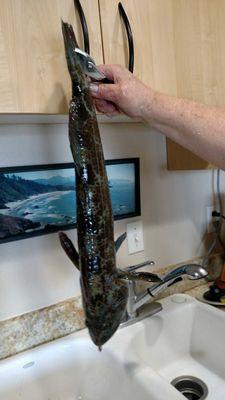 Iingcod beginning of a good year