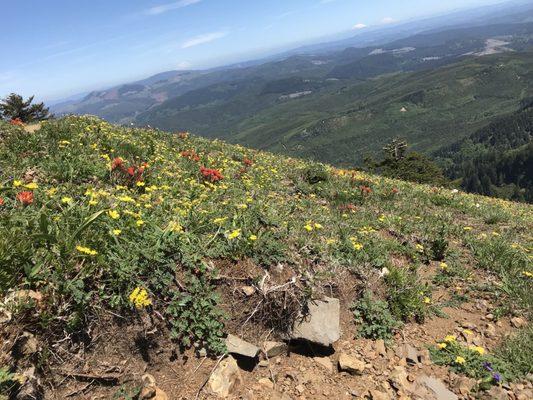 Saddle Mountain State Natural Area