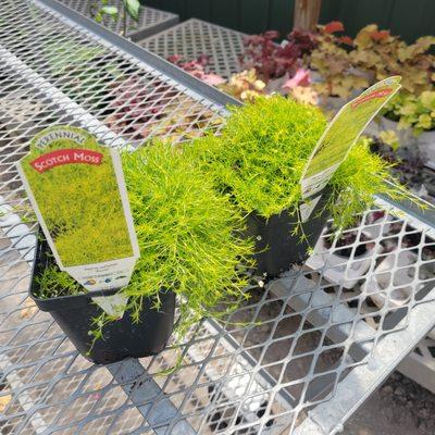 Van Kalker Farms & Greenhouses