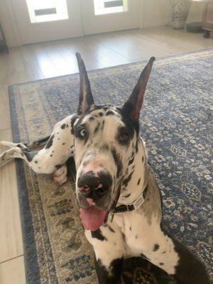 Artie the Great Dane