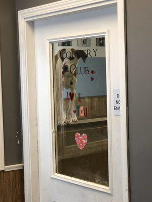 All Seasons Canine Country Club