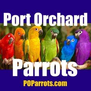 Port Orchard Parrots Plus