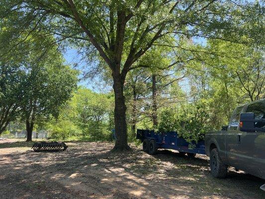 Better View Tree Trimming