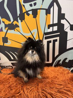 Wake N Bakery- Oak Park