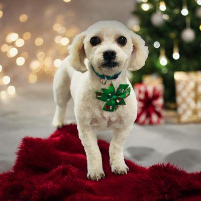 Millie's Pooch Parlor