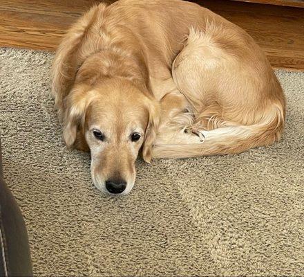 Pawz Veterinary Clinic