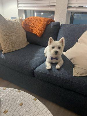 Wallace after being groomed at Lucky Puppy SRQ.