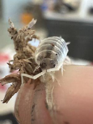 Isopod