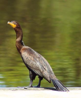 Immature Double-crested Cormorant