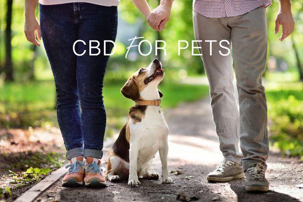 iCBD Wellness isn't just for humans, our product is actually a safe option for your pets. You can get oils, topical creams, and edibles.