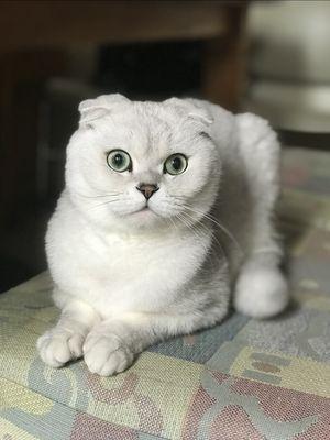 Brooklyn Heights Veterinary Hospital