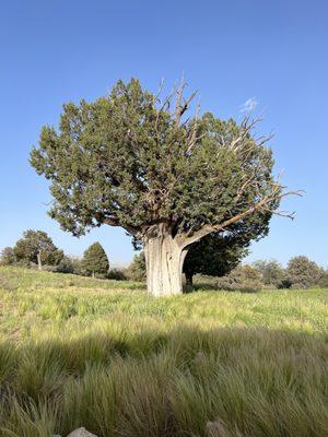 Juniper Well Ranch Log Cabins