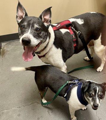 Suwanee Animal Hospital