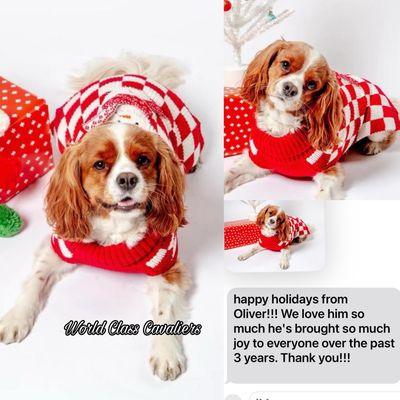 World Class Cavaliers reviews