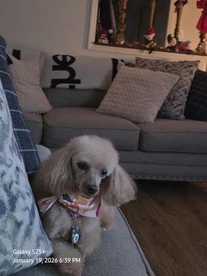 My fur baby Precious!