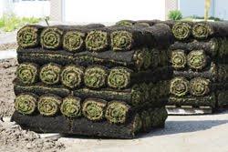 A & N Sod Supply