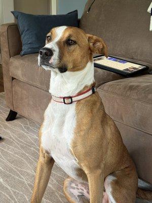 Stronghaus Dog Training Center