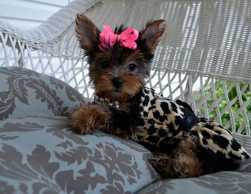 Yorkies Puppies