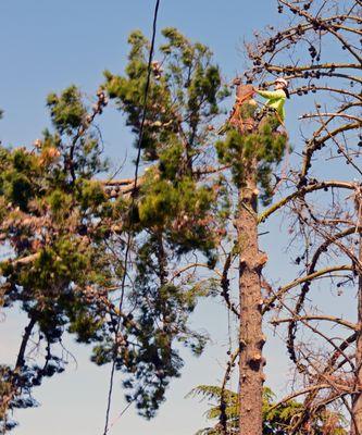 Ubaldino Tree Service