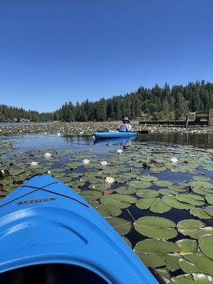 Kayak rentals