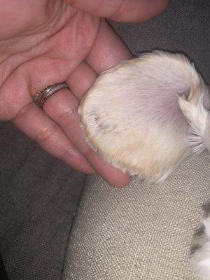 Little House of Grooming