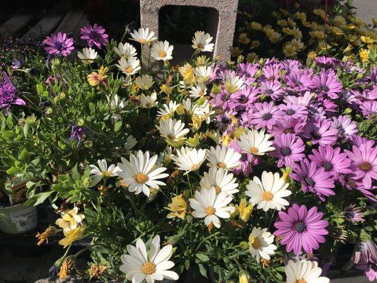 Antioch Ace Hardware