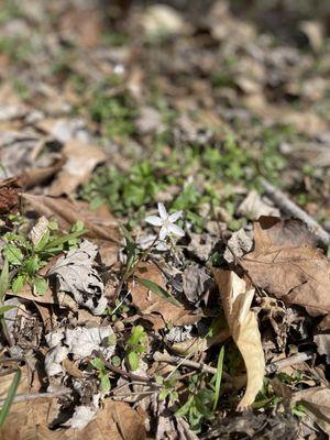 Ferne Clyffe State Park