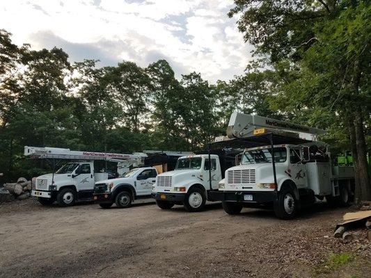 Mark Daniels Tree Service