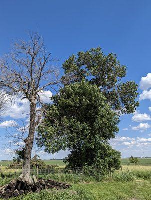 Johnson Hardwood & Tree Care