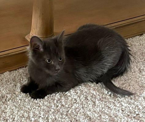 Pickens County Humane Society