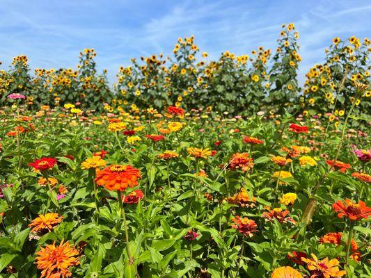 Glory Fields Hometown Nursery